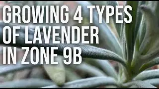 Growing 4 Types of Lavender in Zone 9B