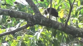 Laughing Falcons family ( Snake predators)