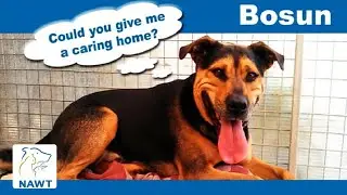 Rescue Dog Bosun Shows off his Skills- NAWT Hertfordshire
