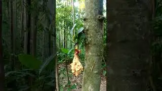 কাঁঠালের আর্তনাদ😭😭😭 #jackfruit #international #national fruits #viral#short video