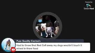 DeeSlimDaOG: INTERVIEW @KINGDUTCH KENNELS / 💯🤞🔔#AMERICANBULLY  #APBT#BULLYGANG85