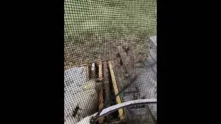 Behind the Veil 👓 | Savanna Apiary | Another Hive Tightened for Winter