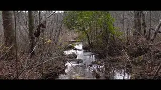 A walk around Ashmore Heritage Preserve