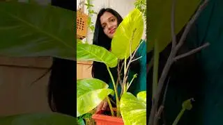 Big Leaf Money Plant Makeover With Tree Branch #shorts #moneyplant #ytshorts #garden #viral