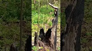 Chief of the Secret Police with black dog are waiting for Hunchbacked Sweeper Karakol at forest trap