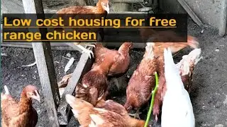 low cost housing for free range chicken, Dekalb brown, native chickens and turkey,