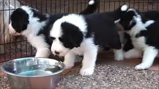 BEARDED COLLIE GREMONTREE- 2021Jonna's puppies The first step