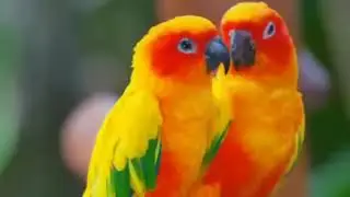 Bird sound and flute music beutiful images 