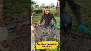 Prot&eacute;ger une lavande en hiver? Oui,non? #jardin  #lavande#lavanderias #lavander #december #astuce