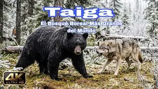 Taiga: El Bosque Boreal M&aacute;s Grande del Mundo | Ecosistema, Fauna y Ubicaci&oacute;n