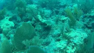 Four eye butterflyfish