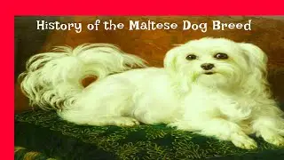 History of the Maltese Dog Breed