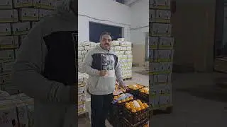export Quality kinnow in local market #kinnow #business #agriculture #food #localmarket