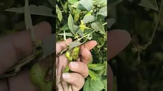 arhar #arhar #dal #farming #harvesting #garden #winter #viralshort