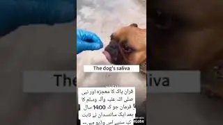 The Miracle of Cat and Dog Saliva - Quran Proven by Science!