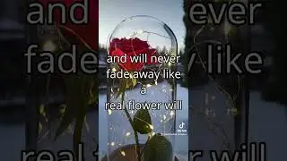 Do not waste your money on flowers! #gift #giftideas #couple #together #romance #snow #rose #viral