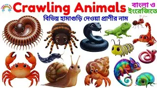 Crawling Animals Name in English|20 Crawling Animal Name for Kids|Animals Name Vocabulary in Bangla