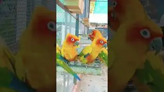 #sun #conure #fyp #birds #shorts #parrot #reels