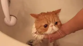 Exotic Shorthair Kitty in Bubble Bath