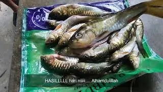 Memancing Ikan Tengas Lubuk Sedim Kedah