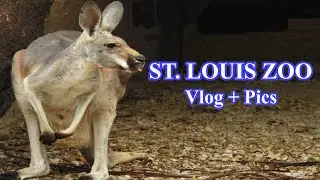 ST. LOUIS ZOO {VLOG + PHOTOS}