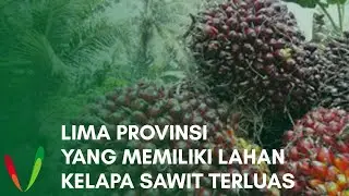Lima Provinsi yang Memiliki Lahan Kelapa Sawit Terluas