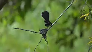 Malaysia Pied Fantail