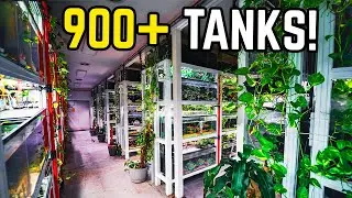 Этот рыбный магазин ВЗОРВЁСЁТ вам мозг... (Экскурсия по магазину редких рыб)