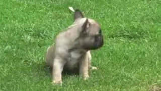 French bulldog puppies from 