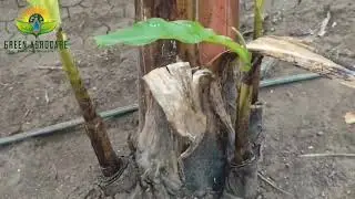 Together, we are cultivating a stronger, more prosperous agricultural community.  Crop Banana.