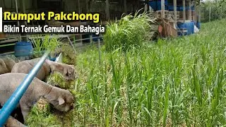 Perbandingan Rumput Pakchong 3 Minggu Setelah Tanam dan Yang Sudah Sering Panen