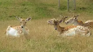 deer 🦌 missing hirans. #deer #deercherup #deercheerup