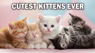 Самые милые котята 2025 года 😻 Котята АБСОЛЮТНО очаровательны!