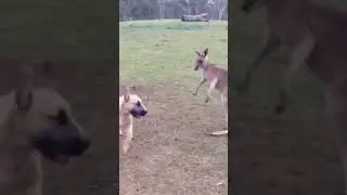 kangaroo vs dog #tiger #lion #kangaroo#viralvideo #discovery#ytshort