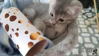 Cheap Cat Toy!