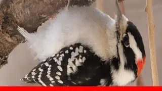 Gallery Of Common Woodpecker Species 🛋️