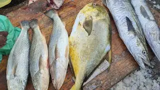 Purchased  AA  grade fish with pampano Fish information with market update