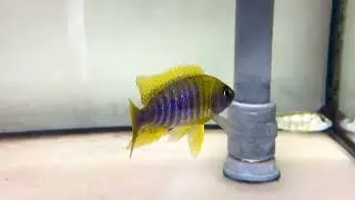 F1 Aulonocara jacobfreibergi Undu Reef (&ldquo;Mamelela&rdquo;)