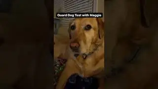 guard dog test with maggie! #shorts