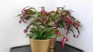 Уход за кактусами на Рождество и День благодарения (после цветения)
