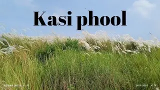 fasal ka 1 month complete| apne gaw ka Kasi phool