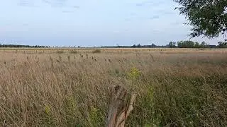 August Harvest Evening &ndash; Fields, Dust & Distant Harvester