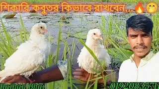 শিকারি কবুতর কিভাবে রাখবেন...🔥🤭 