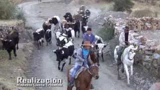 MOLLEBAMBA APURIMAC 2013 - TORO CHAYAMUY