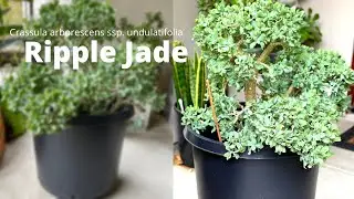 Potting Ripple Jade plant, planting succulent, urban gardening Alinahome