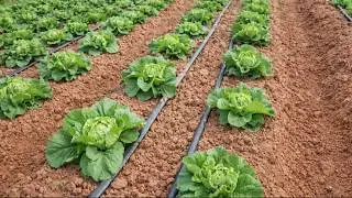 Healthy Cabbage Field | Modern Vegetable Farming