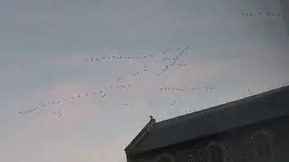 Skeins of pink-footed geese over Salthouse Church and juxtaposed against aeroplane vapour trails 