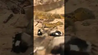 Eagle vs Komodo