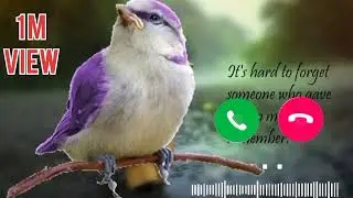Bird SMS Tone 💓💓