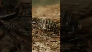 Cicada Sound